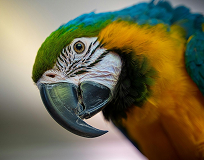 Blue and gold macaw