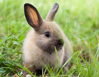 Rabbit in the grass