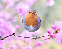 Robin on a blossoming branch