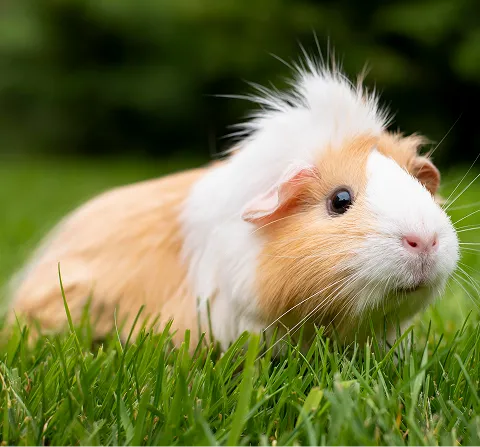 Small animals