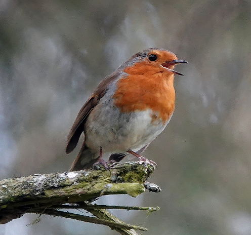 Wild birds
