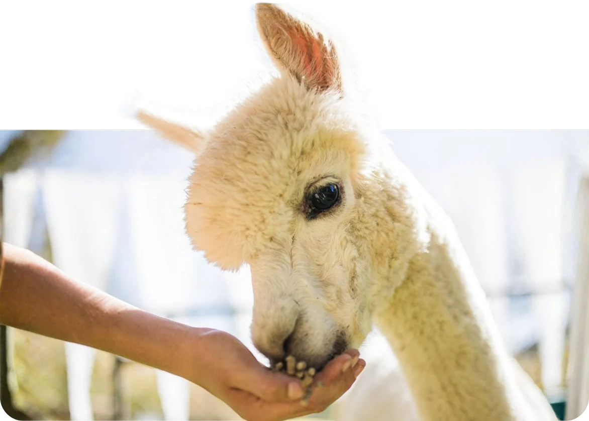 Hand feeding pellets to an alpaca