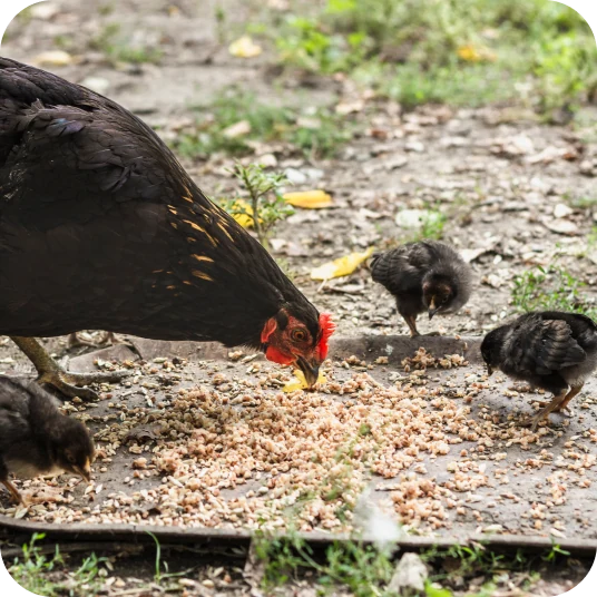 Hen with chicks feeding on grain