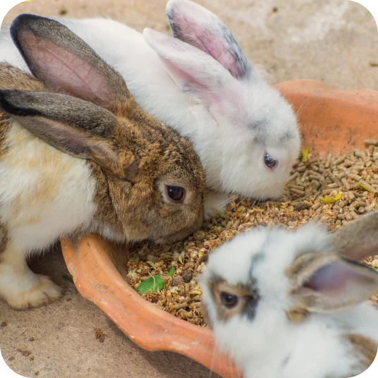 Rabbits feeding on seed mix