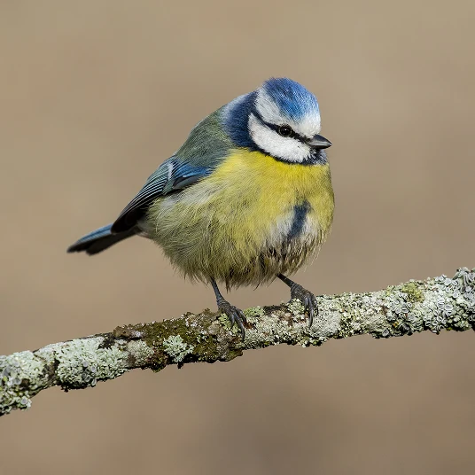Blue tit on a branch