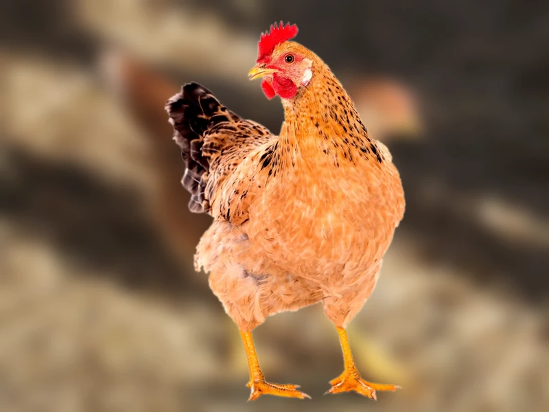 Laying hen