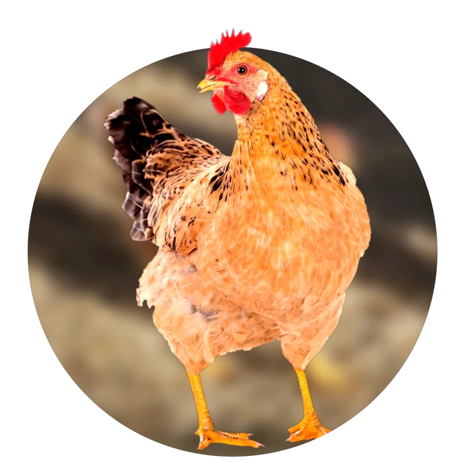 Laying hen
